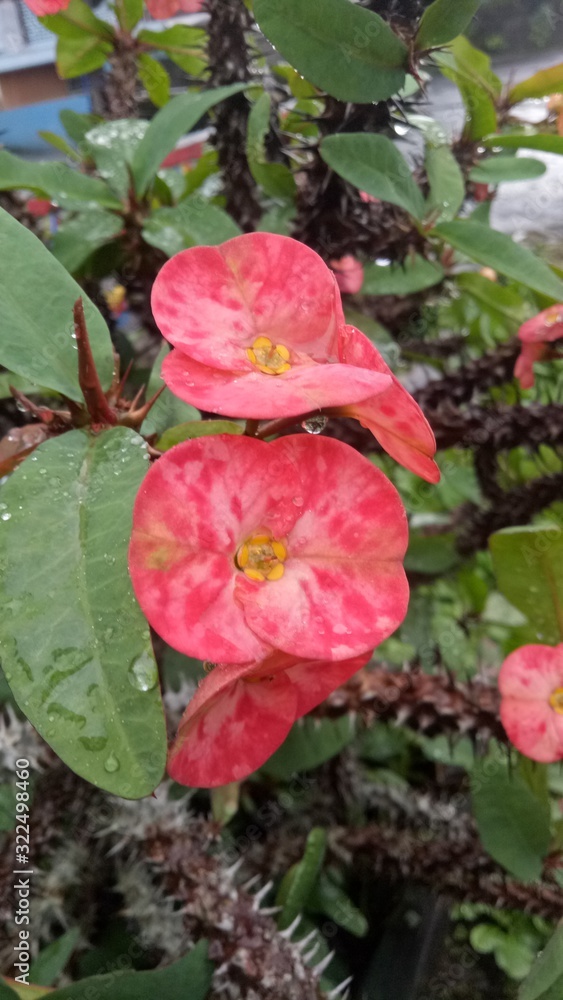image of Euphorbia flowers are beautiful flowers