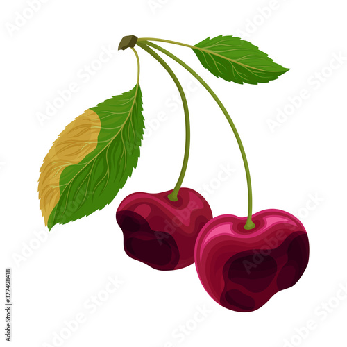 Spoiled and Rotten Cherry with Berries Covered with Stinky Rot Vector Illustration
