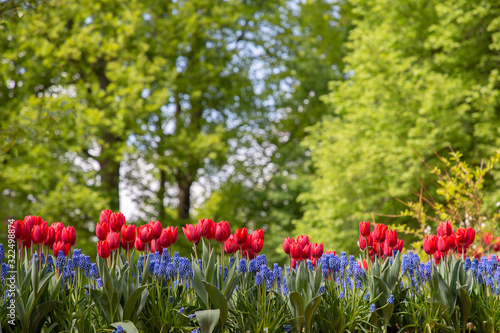 Fototapeta Naklejka Na Ścianę i Meble -  Tulips in Keukenhof park (Netherlands).