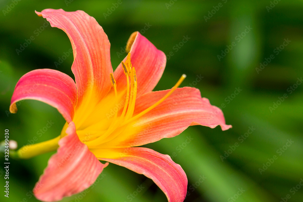 Lilien (Lilium) Zierpflanze mit gelb-orangen Blüten Lilien (Lilium) Zierpflanze mit gelb-orangen Blüten