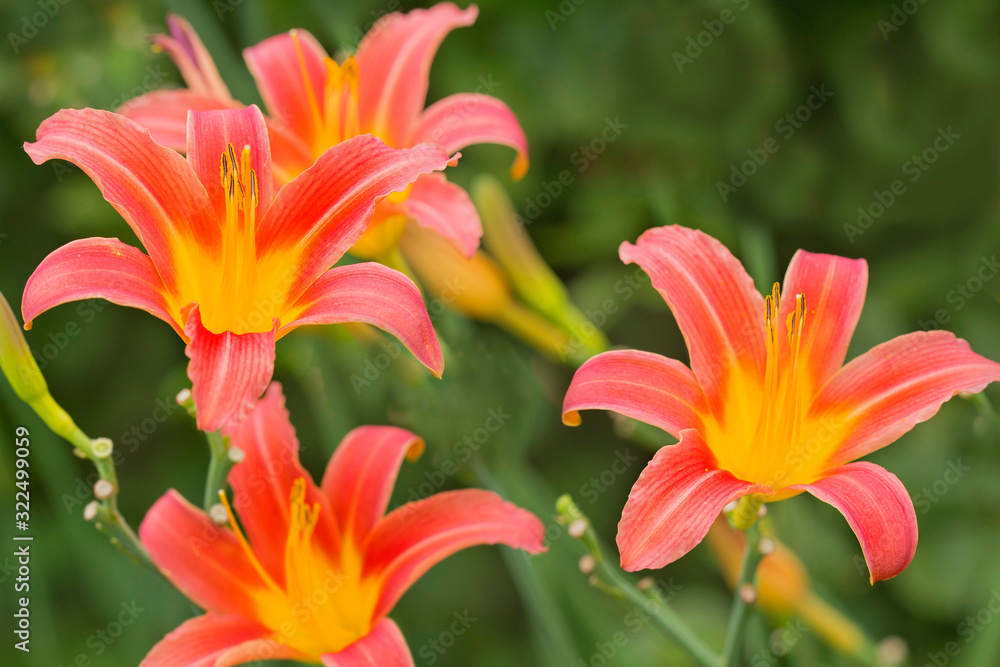 Lilien (Lilium) Zierpflanze mit gelb-orangen Blüten Lilien (Lilium) Zierpflanze mit gelb-orangen Blüten