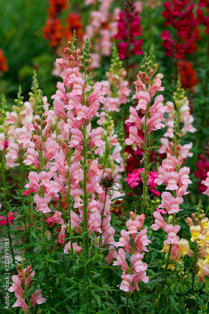 Löwenmaul (Antirrhinum) Löwenmäulchen, Pflanze mit bunten Blüten Löwenmaul (Antirrhinum) Löwenmäulchen, Pflanze mit bunten Blüten