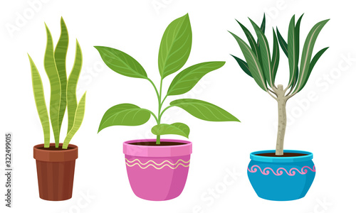 Indoor Plants Growing in Ceramic Pots Vector Set
