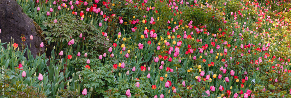Buntes Tulpenbeet im Frühling, Panorama