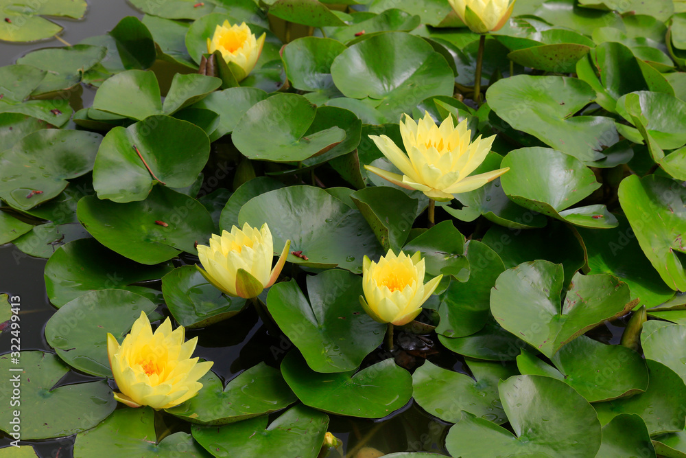 Gelbe Seerosen (Nymphaea) Blüten und Blätter im Teich Gelbe Seerosen (Nymphaea) Blüten und Blätter im Teich