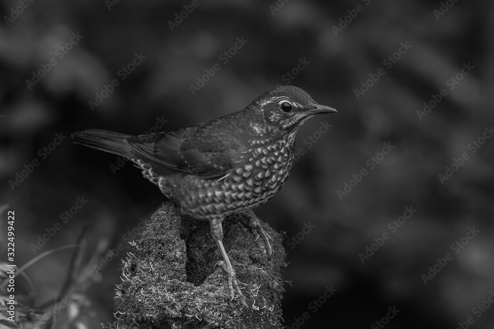 Fototapeta premium view of a beautiful bird in nature