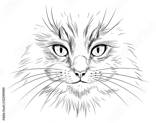 Long hair cat face illustration
