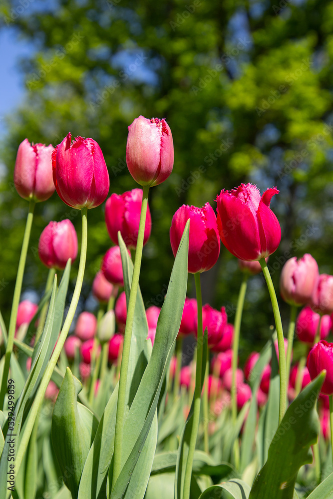 Tulips. Keukenhof park, Lisse, the Netherlands. Tulips. Keukenhof park, Lisse, the Netherlands.