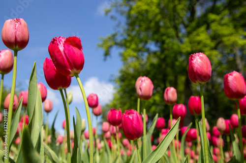 Tulips. Keukenhof park  Lisse  the Netherlands.