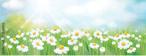 Vector summer, nature background, blue sky and green grass. Daisy field.