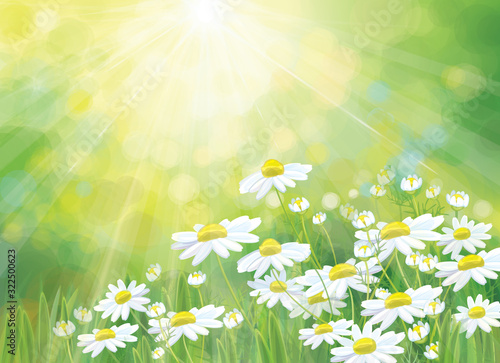 Vector summer,  nature background. Daisy flowers in sunshine.