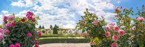 Roses garden in sunny summer day.