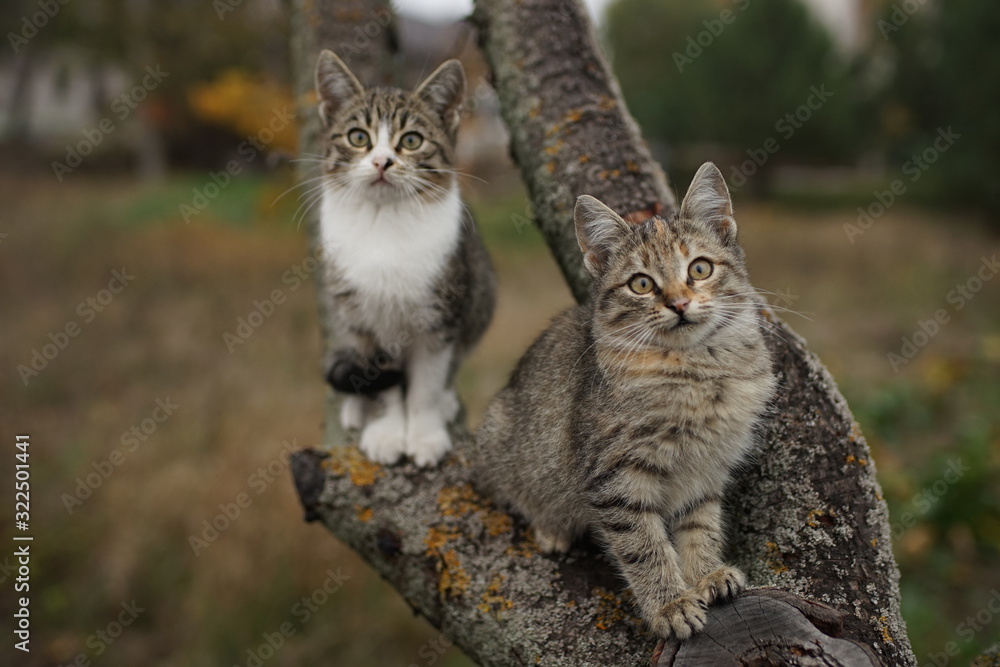 Two cute kittens sitting on a tree branch. Lovely young cats in nature.