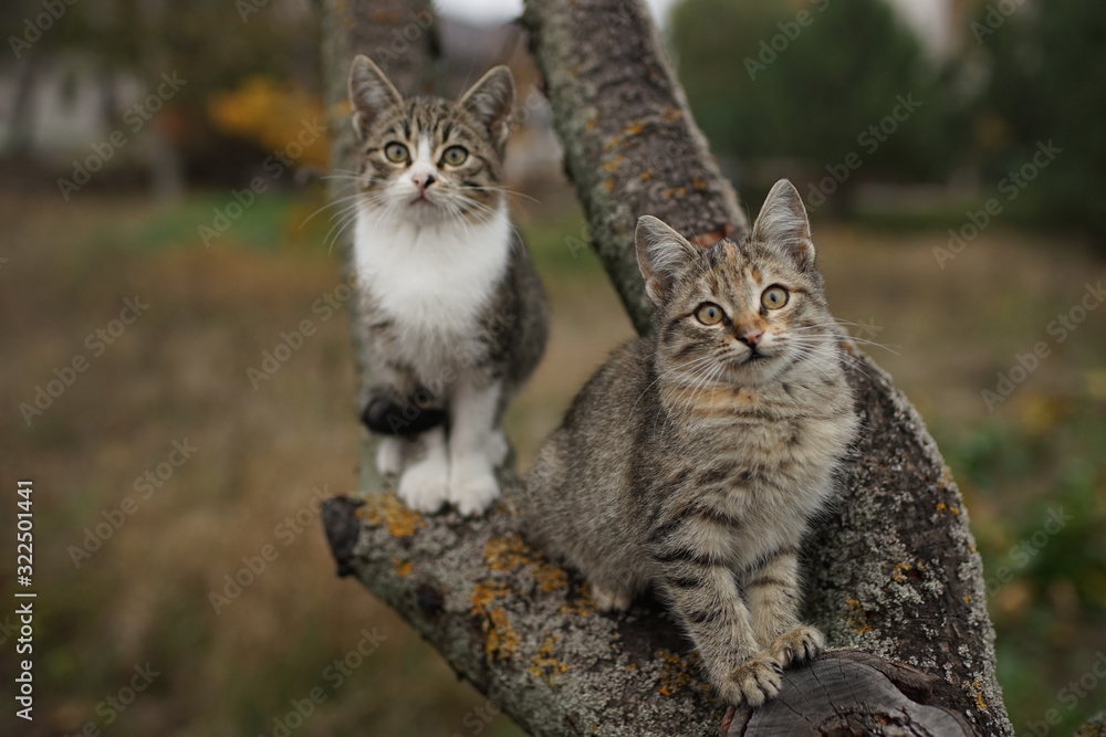 Two cute kittens sitting on a tree branch. Lovely young cats in nature. Two cute kittens sitting on a tree branch. Lovely young cats in nature.