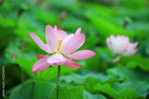 Beautiful pink lotus, close-up photos