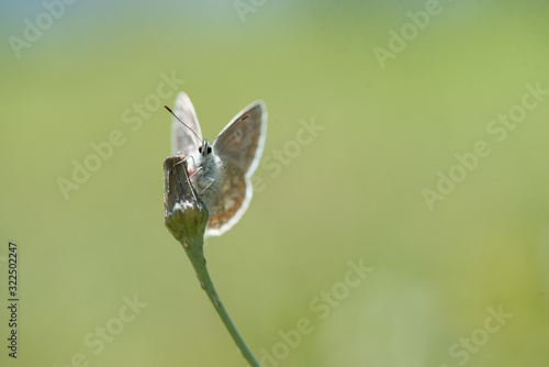 Isolated small beautiful butterfly sitting on a flower