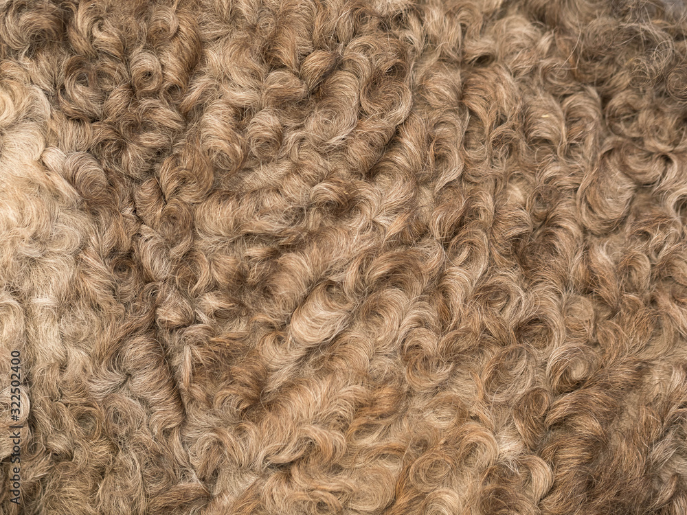 Background of curly natural beige fur. Animal hair texture Background of curly natural beige fur. Animal hair texture