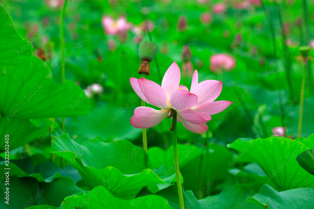 Lotus in the pond