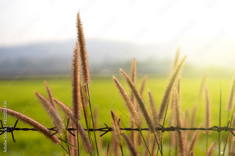 Fototapeta premium Fluffy brown spikelets and barbed wire fence. with sun morning light.