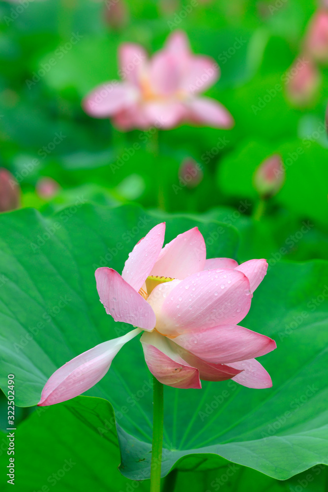 Fototapeta premium Lotus in the pond