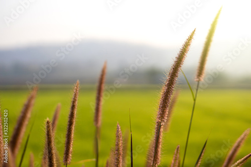Fluffy brown spikelets and grass. with sun morning light.