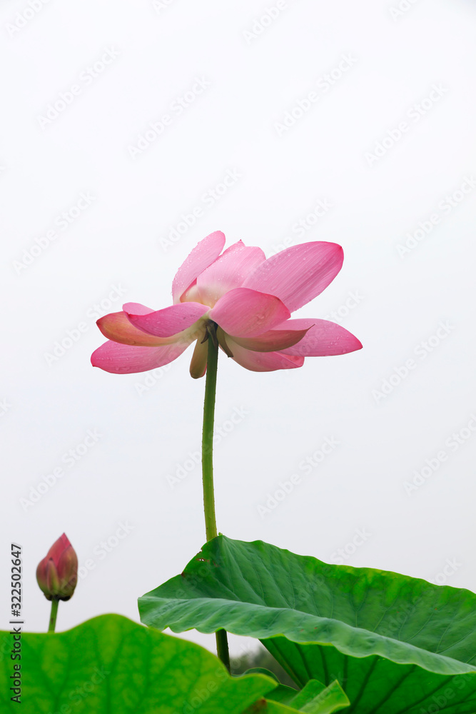 Lotus in the pond Lotus in the pond