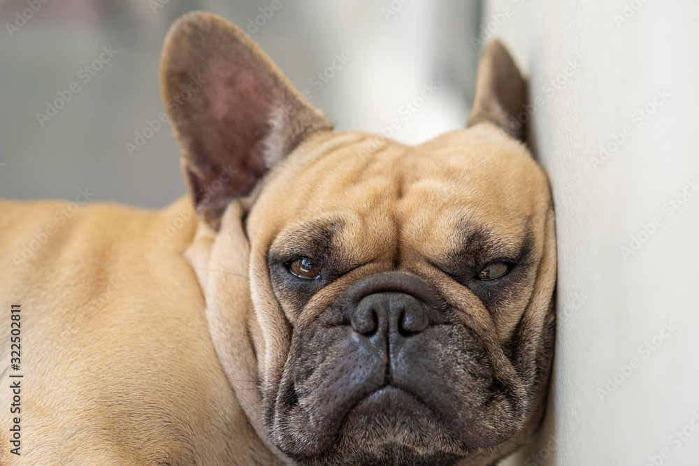 Sleepy french bulldog against the wall indoor