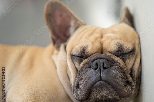 Sleepy french bulldog against the wall indoor © tienuskin