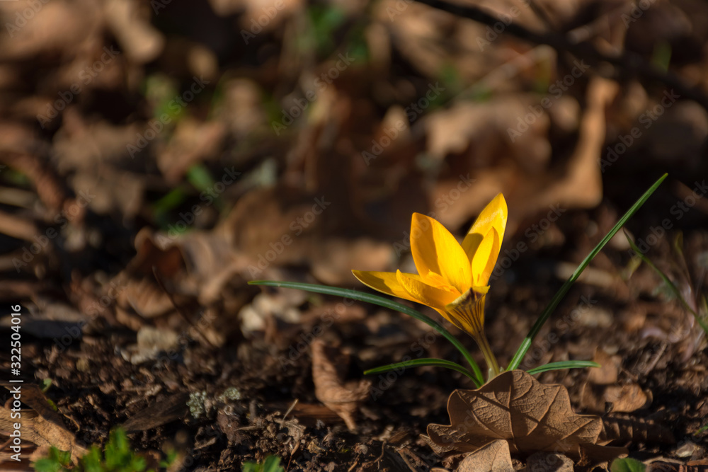 Yellow Crocus in the forest close-up Yellow Crocus in the forest close-up
