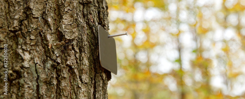 panoramic image of natural funeral in woodland, Grave in the forest, Natural burial grave site, showing blank memorial plaque on a tree. copy space for text. tree burial and forest cemetery concept photo