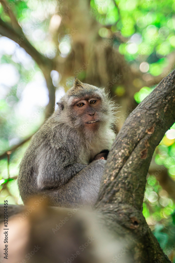 monkey in the trees monkey in the trees