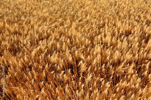 field of wheat  barley  rye