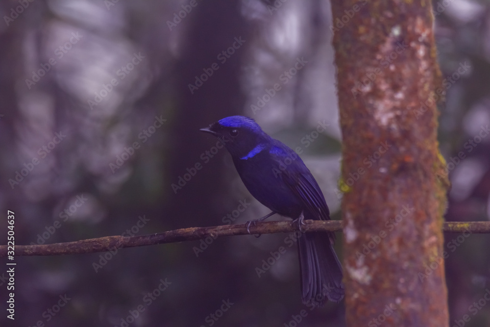 view of a beautiful bird in nature view of a beautiful bird in nature