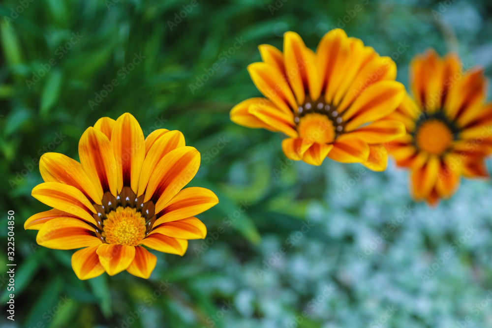 exotische tropische Blumen - Botanischer Garten exotische tropische Blumen - Botanischer Garten