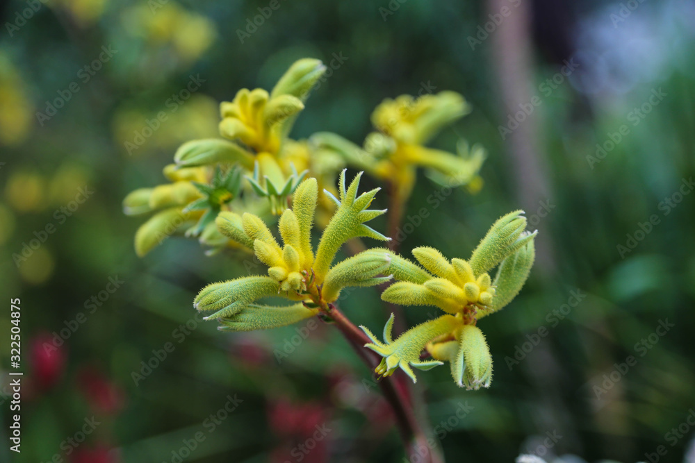 Obraz premium exotische tropische Blumen - Botanischer Garten