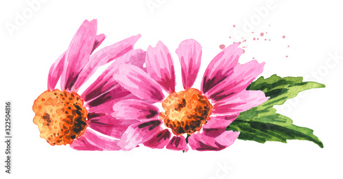 Echinacea purpurea flowers, medical plant or herb. Hand drawn watercolor illustration, isolated on white background photo