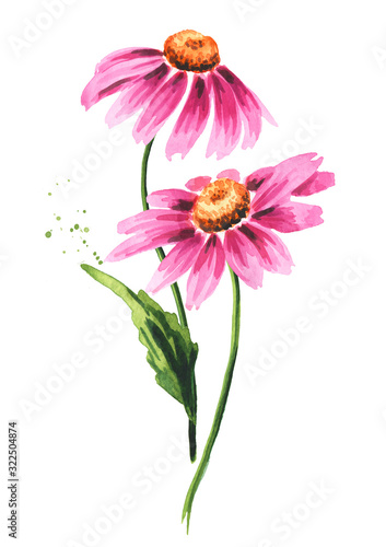 Echinacea purpurea stems with leaves and flowers, medical plant or herb. Hand drawn watercolor illustration, isolated on white background photo