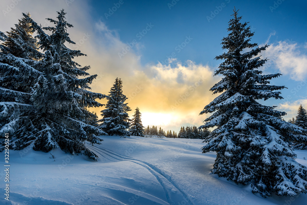Awesome winter landscape with trees covered in snow. Frosty mountain day, exotic wintry scene.