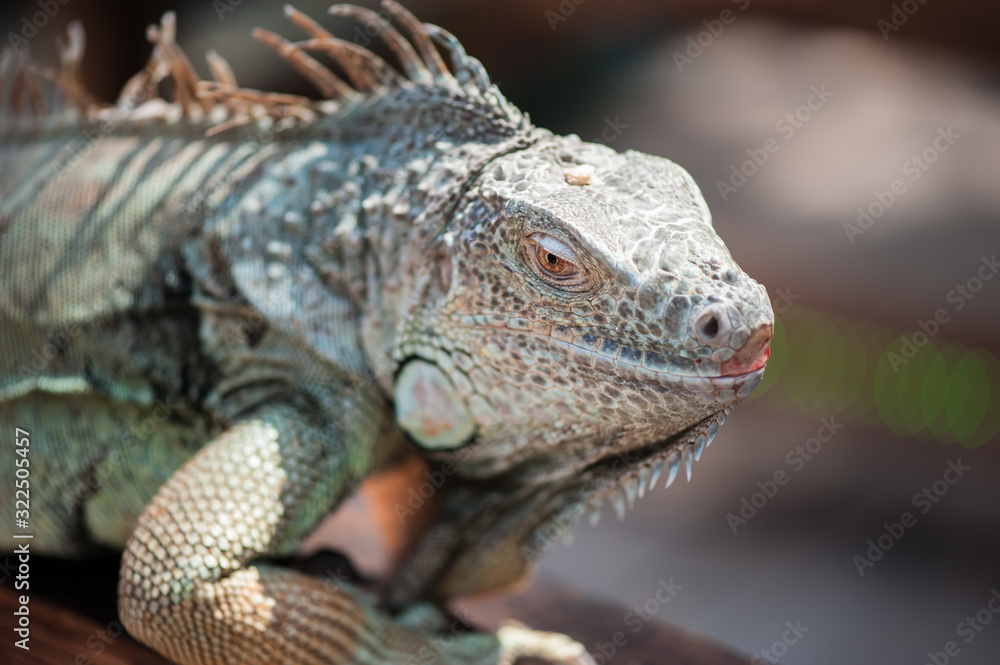 A male green iguana or american iguana with spines and dewlap a large neck bag A male green iguana or american iguana with spines and dewlap a large neck bag