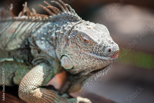 A male green iguana or american iguana with spines and dewlap a large neck bag