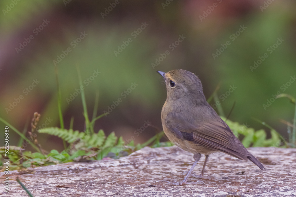 view of a beautiful bird in nature view of a beautiful bird in nature
