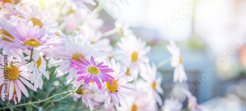 Summer background with daisy flower © Guschenkova