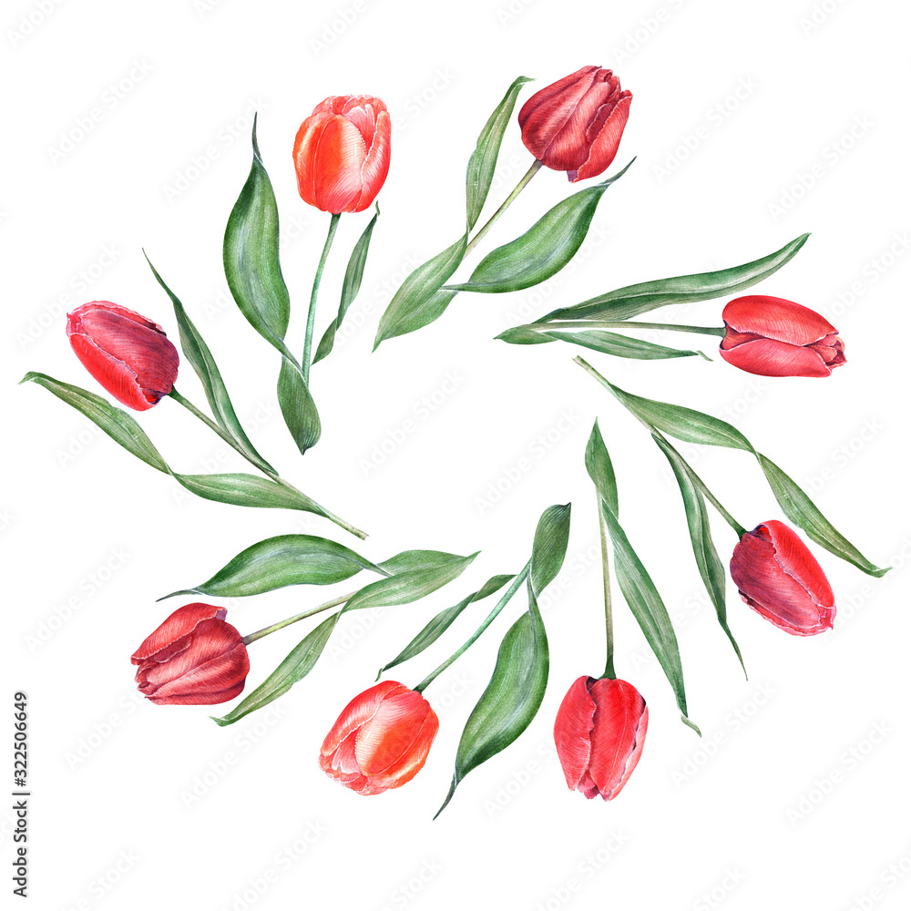 Watercolor composition with elegant red tulips. Buds, flowers and leaves