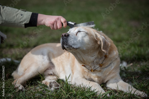 Hund alter blonder senior Labrador genießt Sonnenstrahlen und Fellpflege bürsten mit einem Striegel den Fellwechsel