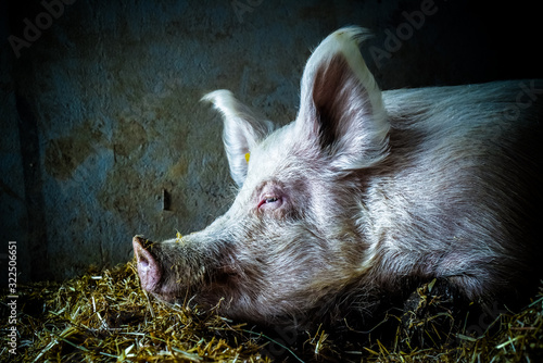 Sleeping pig in an animal farm sanctuary