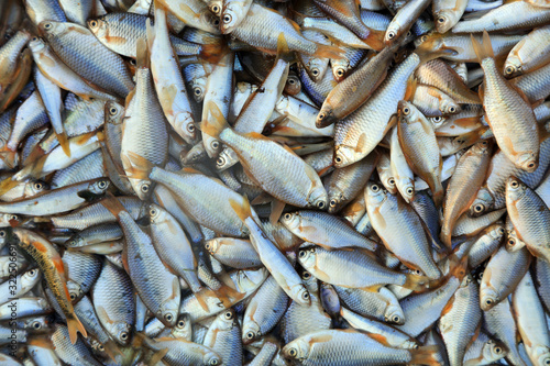 Piles of small fish