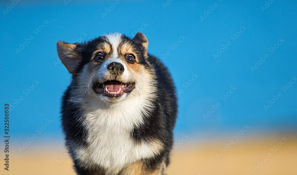 Obraz premium welsh corgi puppy runs along the sandy beach