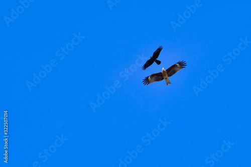 common buzzard and crow in flight