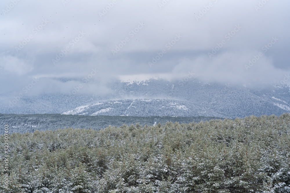 Snowy pine forest with snowy mountains in the background