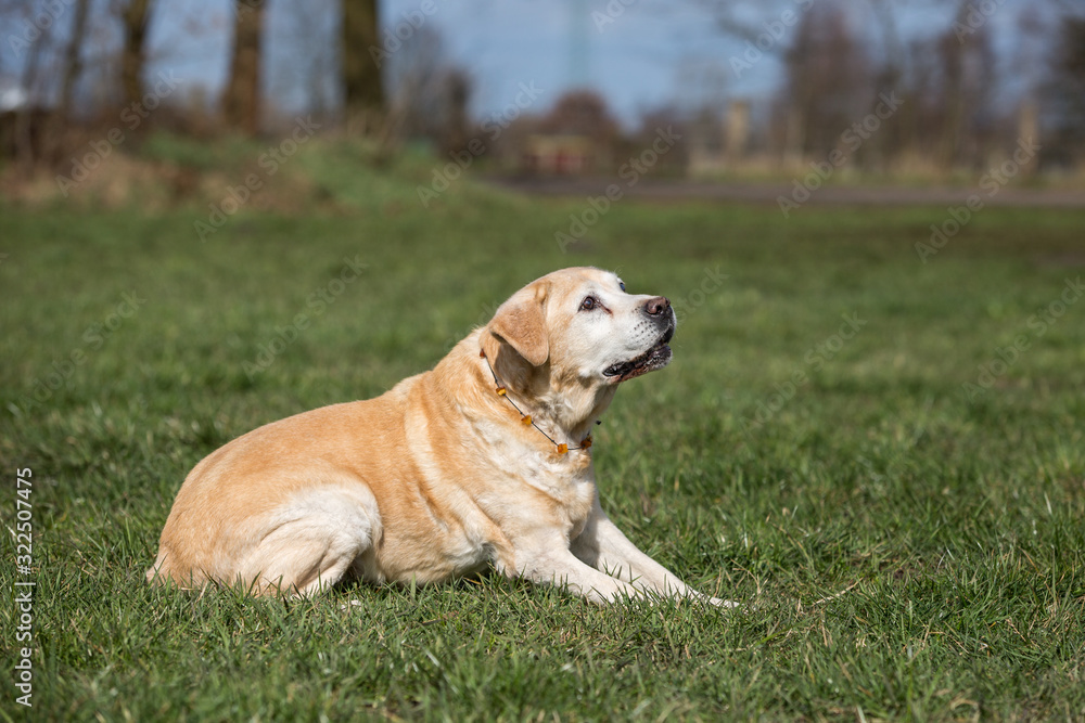 alter Labrador genießt Sonnenstrahlen